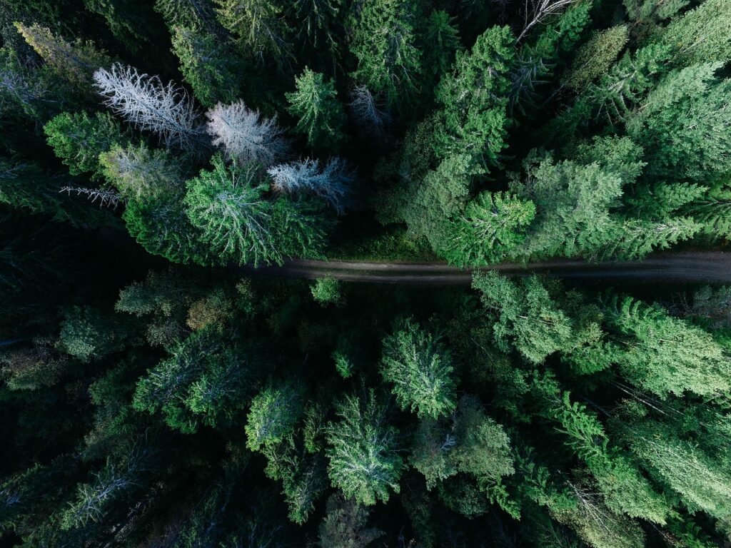 forest, road, aerial view, trees, woods, woodlands, conifers, coniferous, conifer forest, nature, green, landscape, outdoors, top view, bird's eye view, forest, forest, forest, forest, forest, road, aerial view, aerial view, green, top view