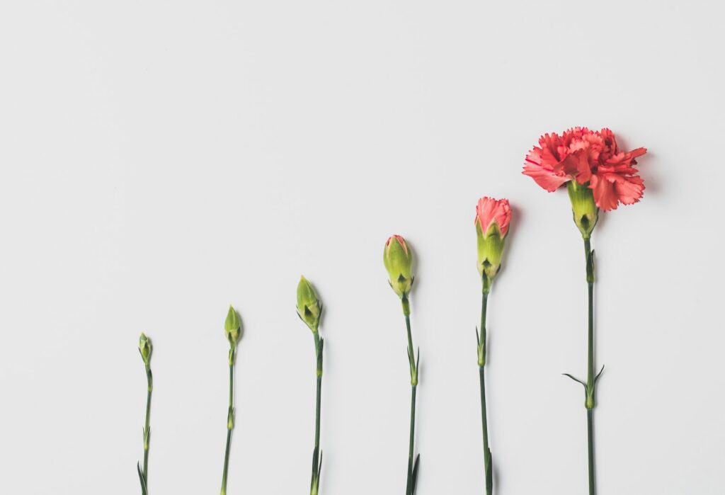pink flower on white background